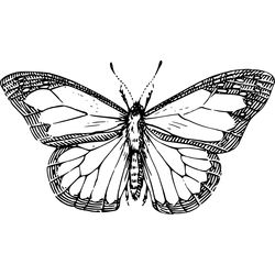 Mariposa #6324