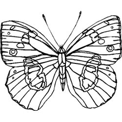 Mariposa #6331