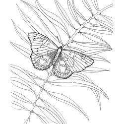 Mariposa #6336