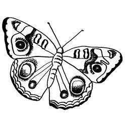 Mariposa #6350