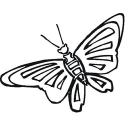 Mariposa #6355