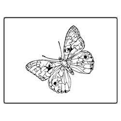 Mariposa #6365