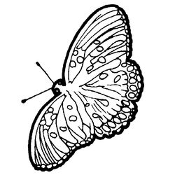 Mariposa #6370