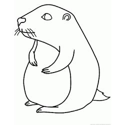 Marmota #6485