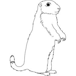 Marmota #6486