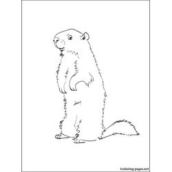 Marmota #6487