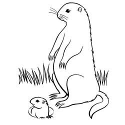 Marmota #6488