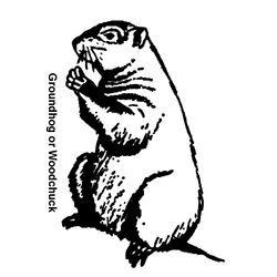 Marmota #6492
