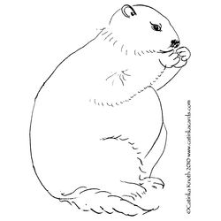 Marmota #6500