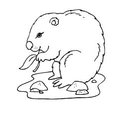 Marmota #6504