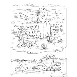 Marmota #6505