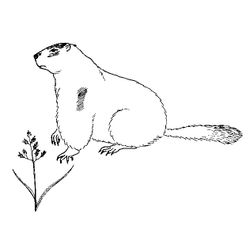 Marmota #6506