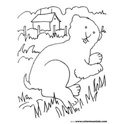 Marmota #6507