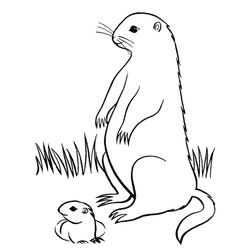 Marmota #6515