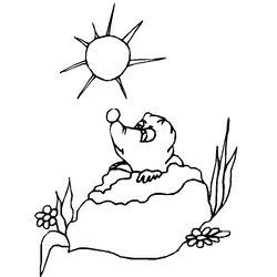 Marmota #6517