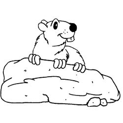 Marmota #6519