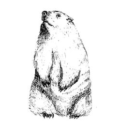 Marmota #6538