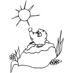 Marmota #6539