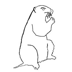 Marmota #6544