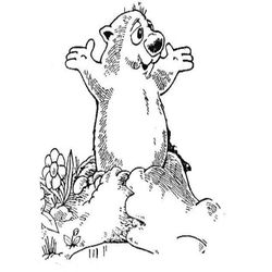 Marmota #6557