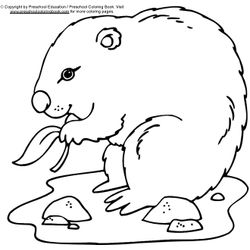Marmota #6560