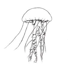 Medusa #6583