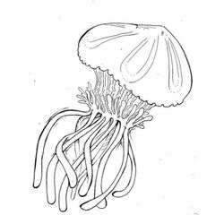 Medusa #6597
