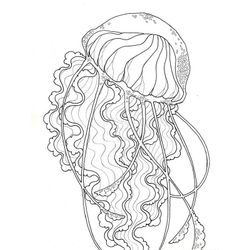 Medusa #6600