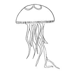 Medusa #6609