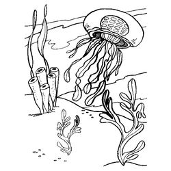 Medusa #6626