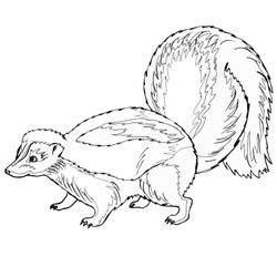 Mofeta #6647