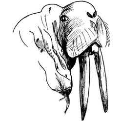 Morsa #6827