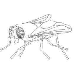 Mosca #6837