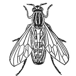 Mosca #6840