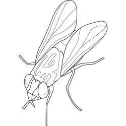 Mosca #6842
