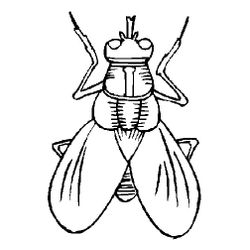 Mosca #6848