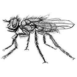 Mosca #6849