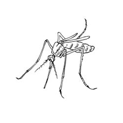 Mosquito #6855