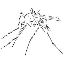 Mosquito #6857