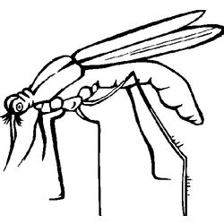 Mosquito #6858