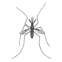 Mosquito #6862
