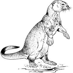 Nutria #6964