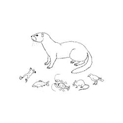 Nutria #6972