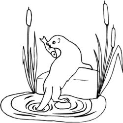 Nutria #6973