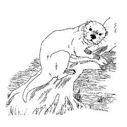 Nutria #6978