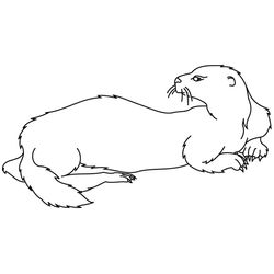 Nutria #6979