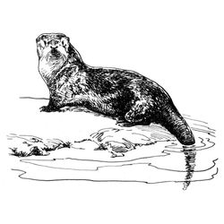 Nutria #6980