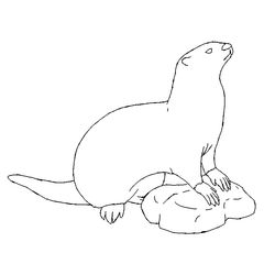 Nutria #6982