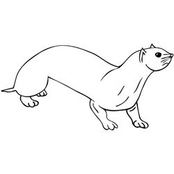 Nutria #6983