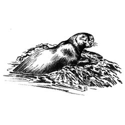 Nutria #6991